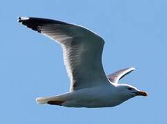 Common Gull