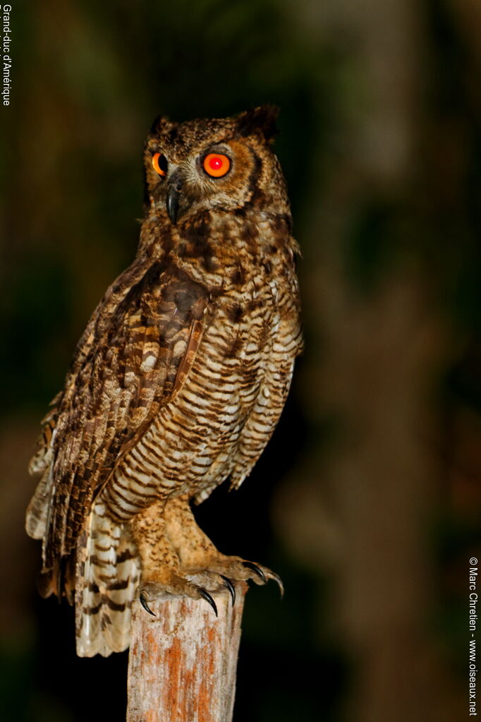 Great Horned Owladult