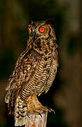 Great Horned Owl