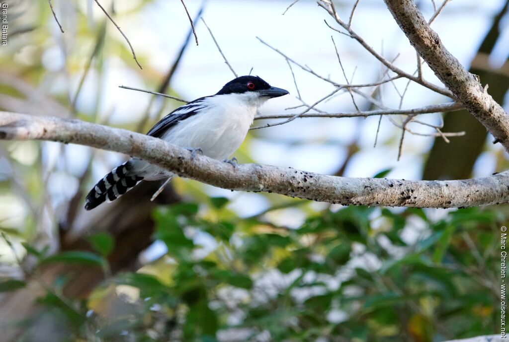 Great Antshrike male adult