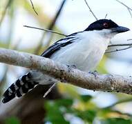 Great Antshrike