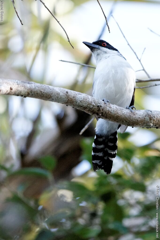 Great Antshrike male adult