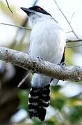 Great Antshrike