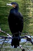 Great Cormorant