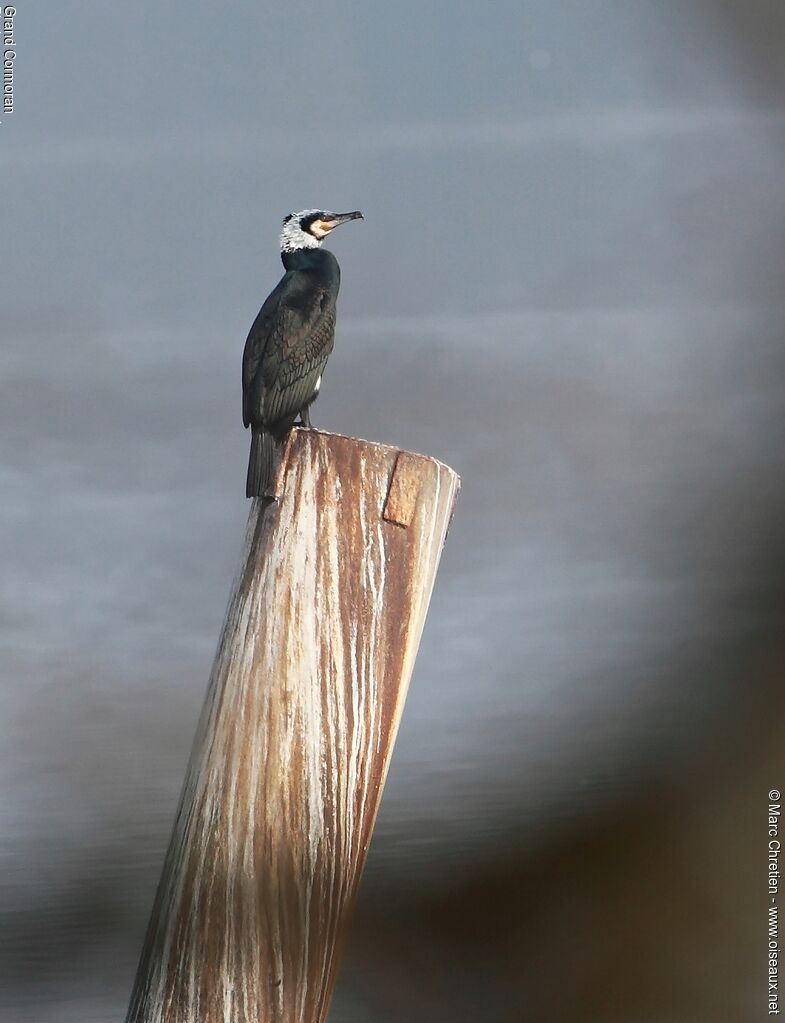 Grand Cormoran mâle adulte nuptial