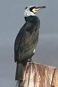 Great Cormorant