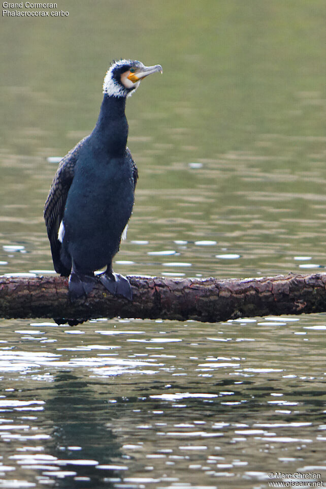 Grand Cormoranadulte nuptial