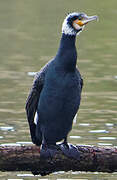 Great Cormorant