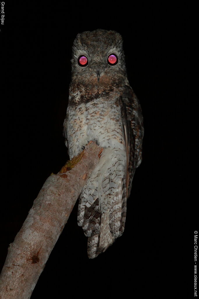 Great Potoo