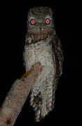 Great Potoo