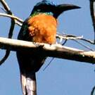 Grand Jacamar