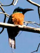 Great Jacamar