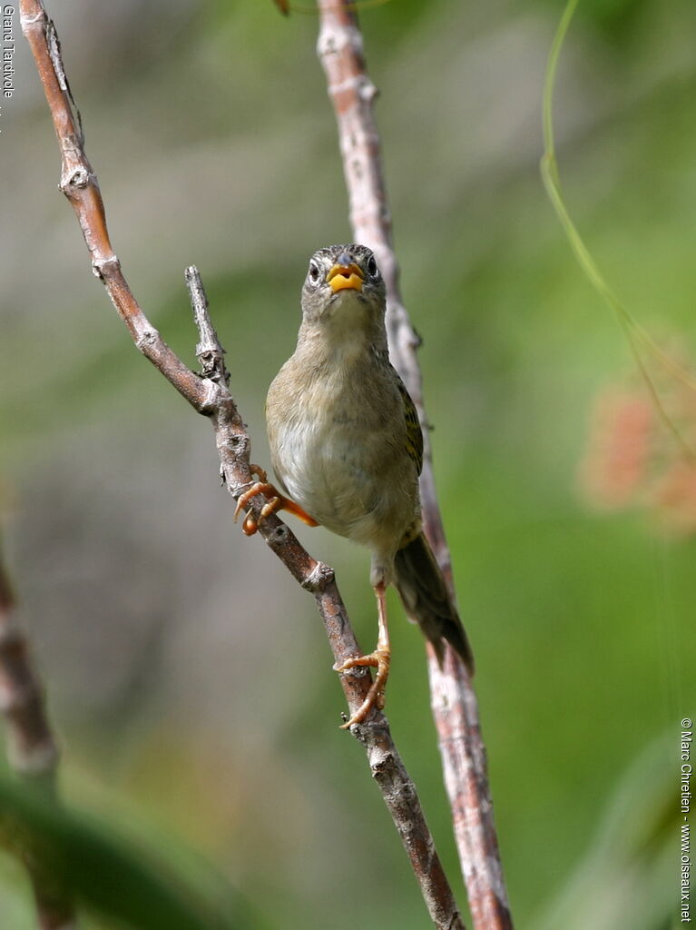 Wedge-tailed Grass Finch