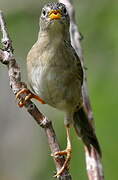 Wedge-tailed Grass Finch