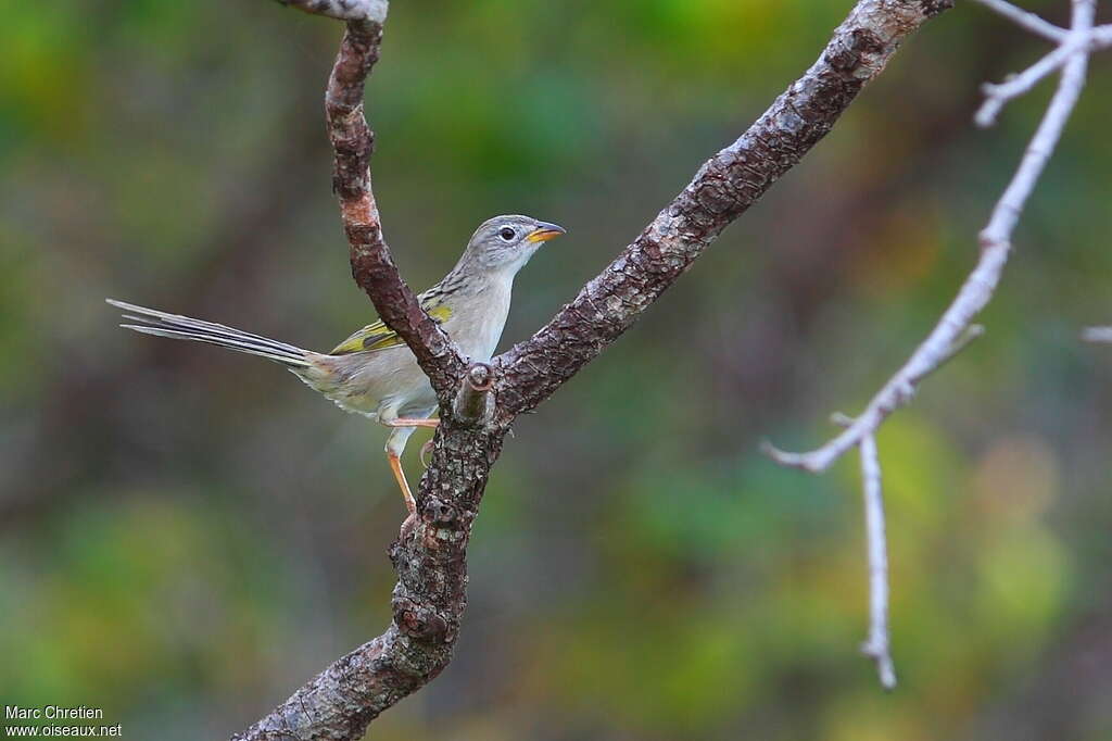 Wedge-tailed Grass Finchadult, pigmentation, Behaviour