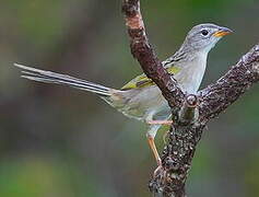 Wedge-tailed Grass Finch