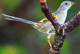 Wedge-tailed Grass Finch