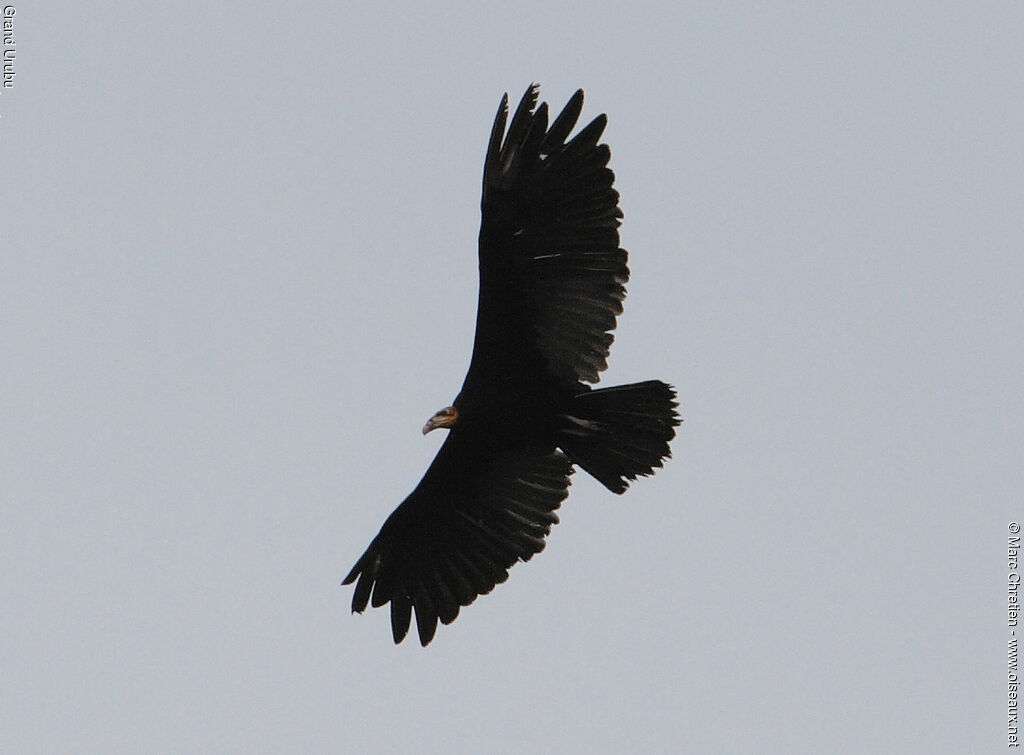 Greater Yellow-headed Vulture