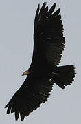 Greater Yellow-headed Vulture