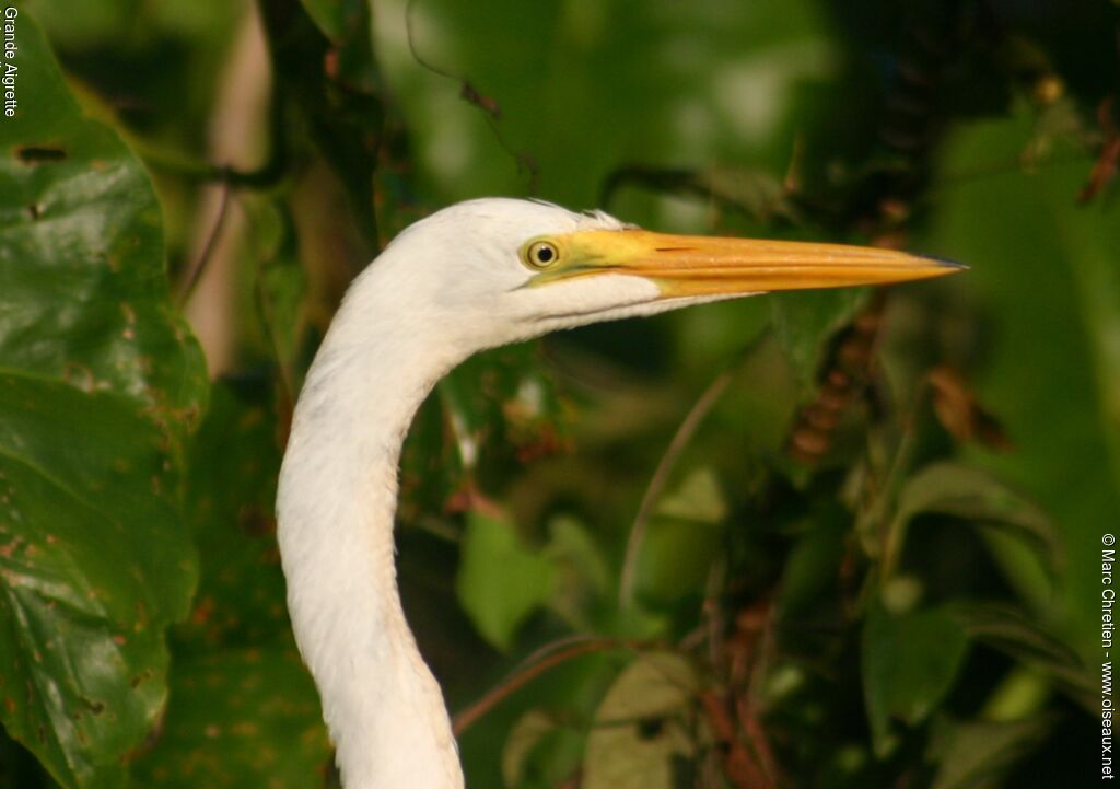 Great Egret