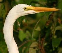 Grande Aigrette