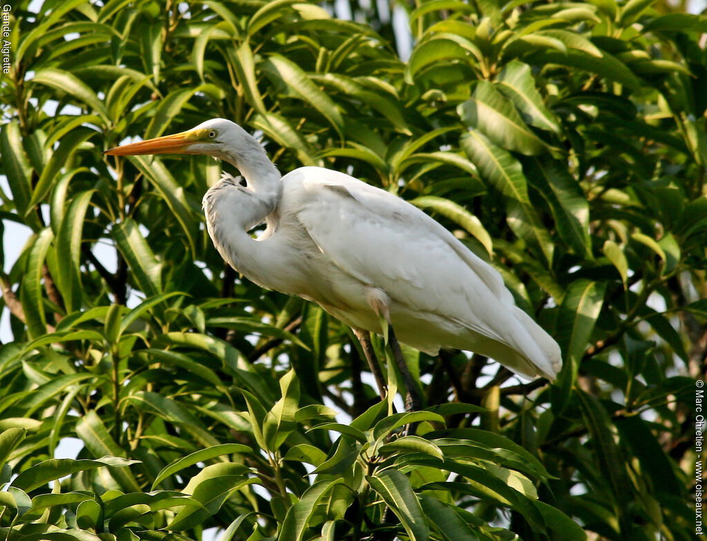 Grande Aigrette