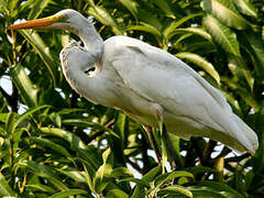 Grande Aigrette