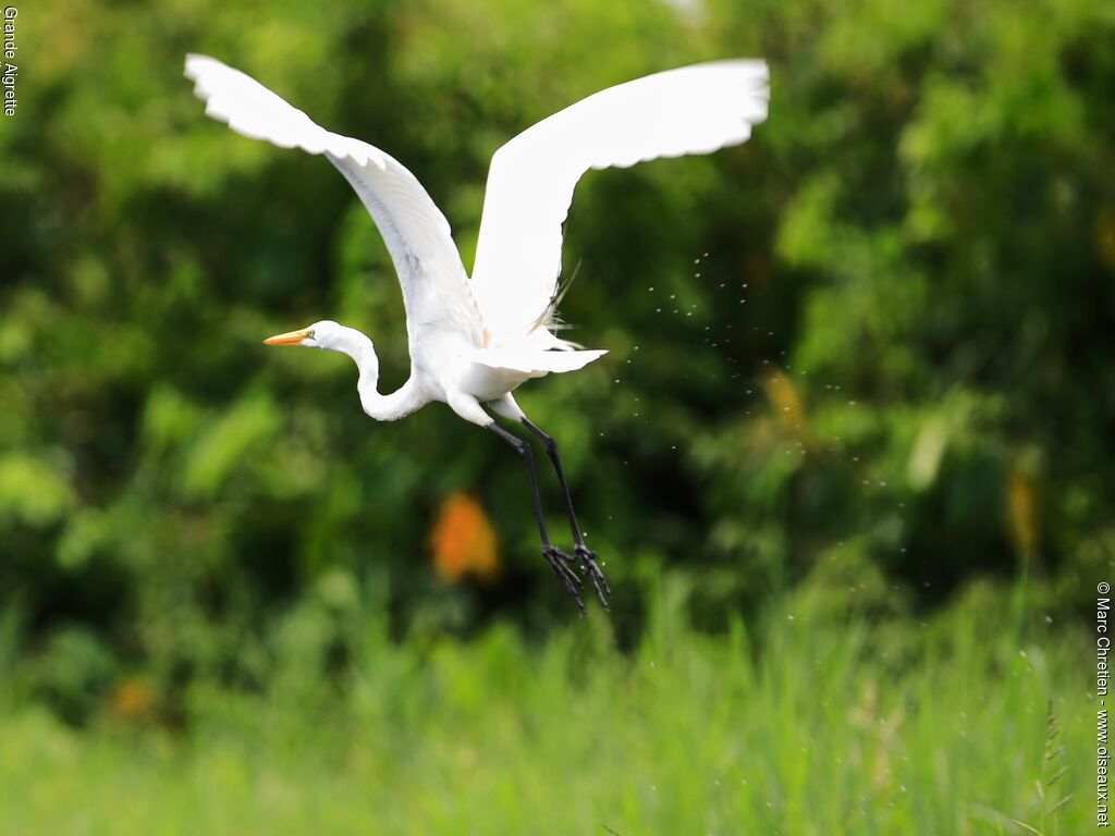 Great Egretadult