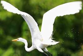 Grande Aigrette