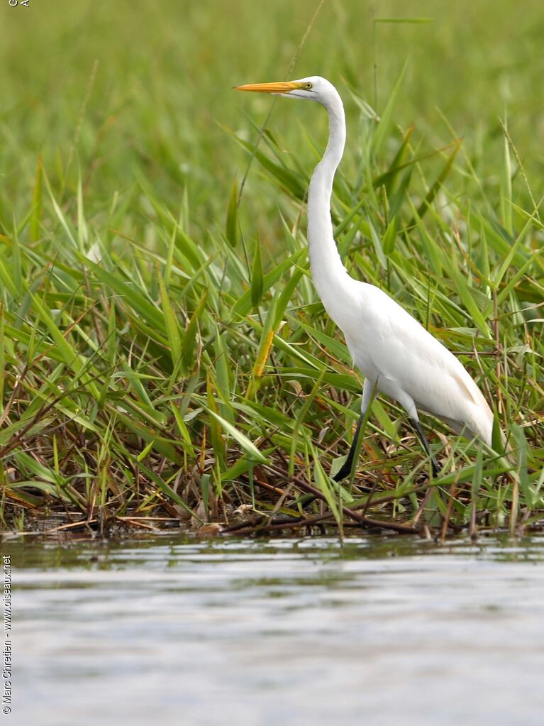 Grande Aigrette