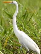 Grande Aigrette