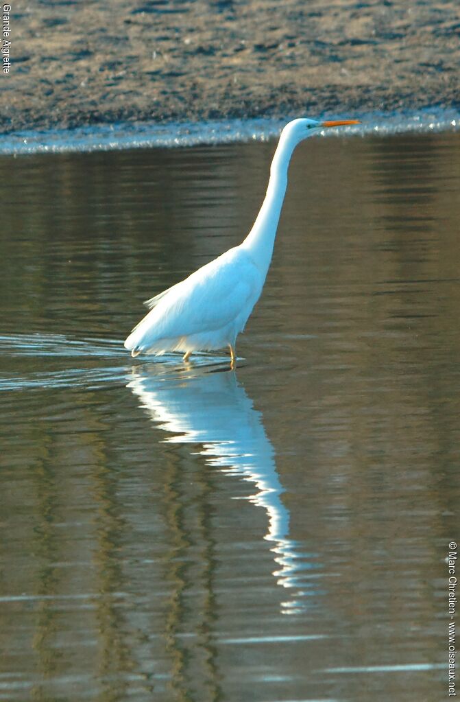 Great Egret male adult