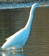 Grande Aigrette