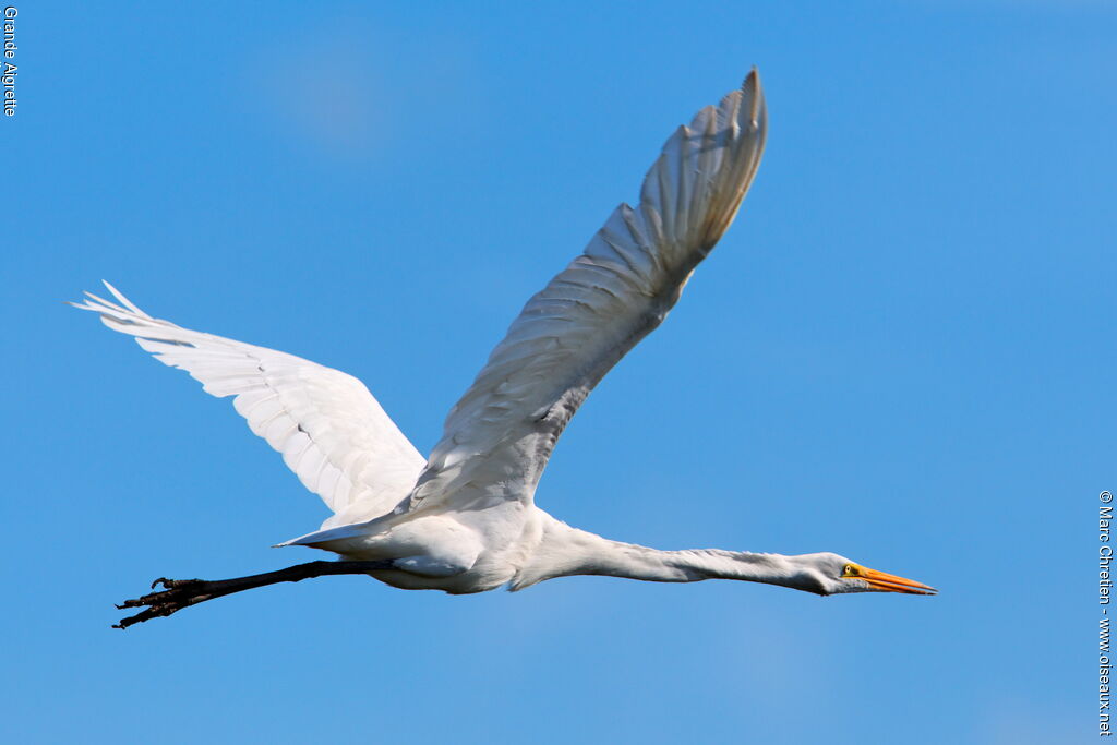 Great Egretadult