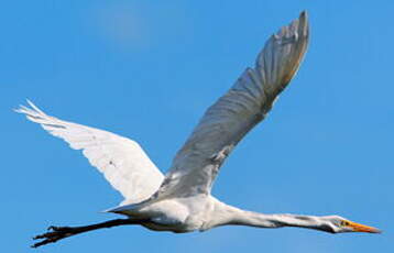 Grande Aigrette