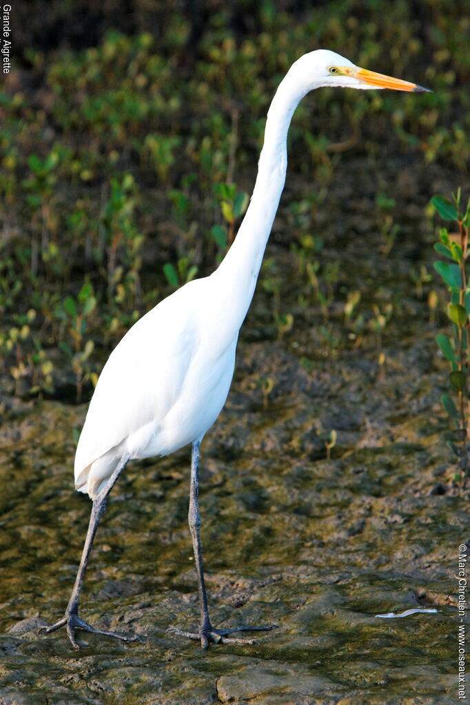 Grande Aigrette