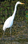 Grande Aigrette