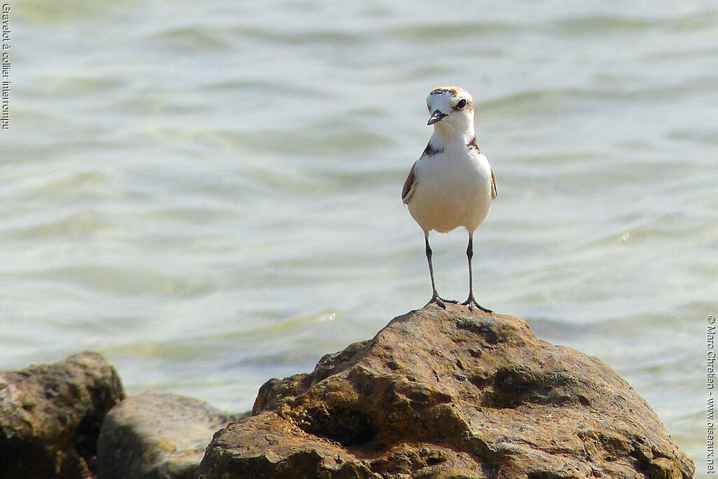 Gravelot à collier interrompu