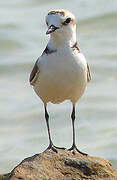 Kentish Plover