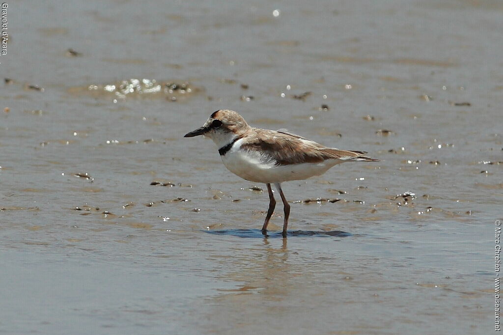 Collared Plover