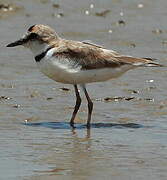 Collared Plover