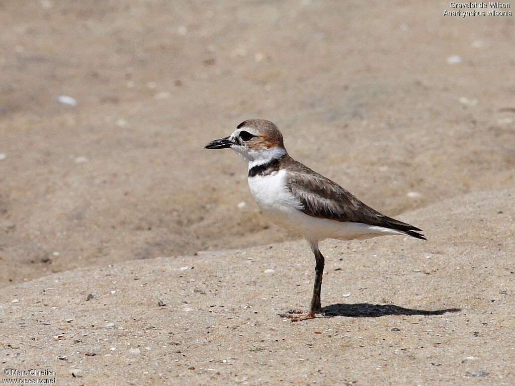 Wilson's Plover