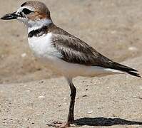 Wilson's Plover