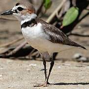 Wilson's Plover