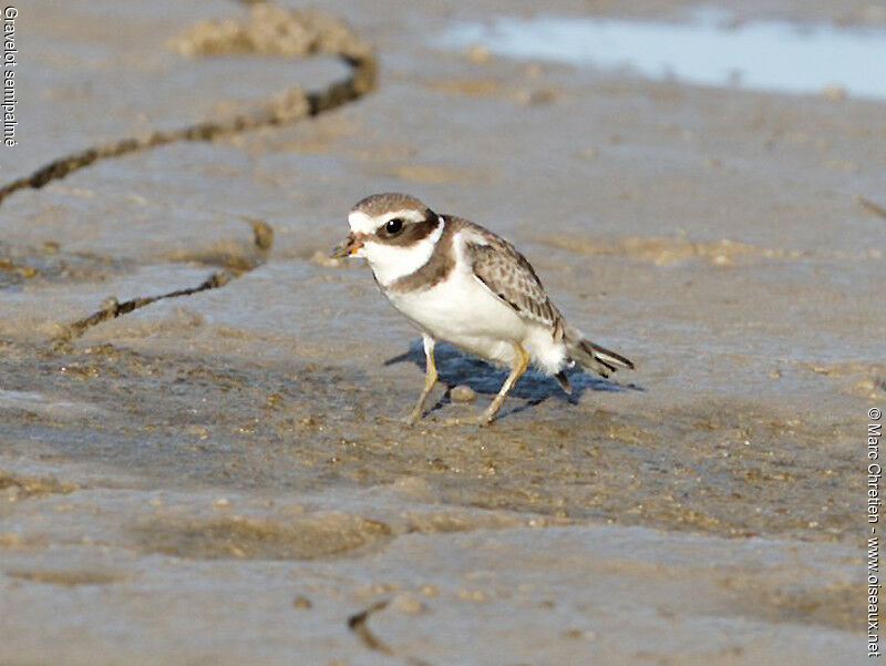 Semipalmated Plover