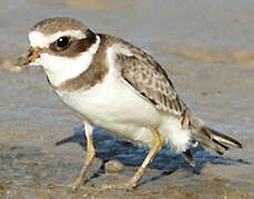 Semipalmated Plover