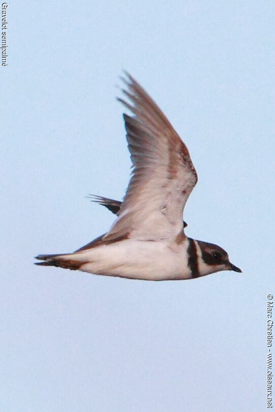 Semipalmated Plover