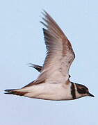 Semipalmated Plover