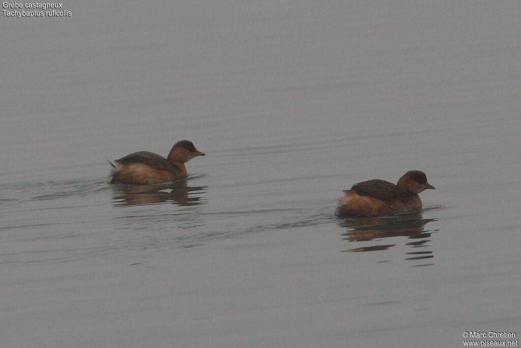 Little Grebe