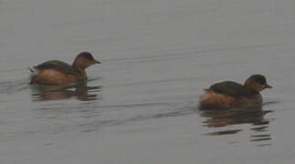 Little Grebe